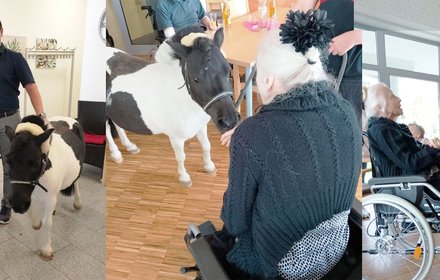 Ponybesuch in Krauchenwies